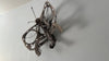 MOTH  - Carlos Cesar Roman